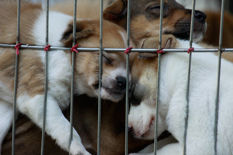 Bức hình 2 chú chó con chạm vào nhau đạt giải 3 chủ đề chạm của tác giả Vũ Ngọc Thiết.