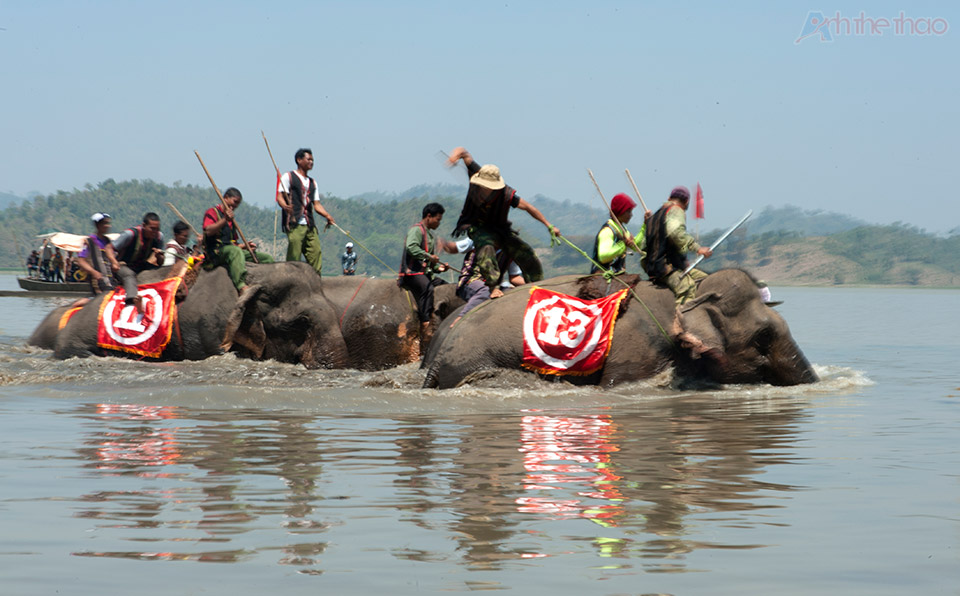 Đường đua dưới nước quá sâu, voi di chuyển rất chậm chạp dù liên tục bị thúc gậy và đập vào mông bằng búa